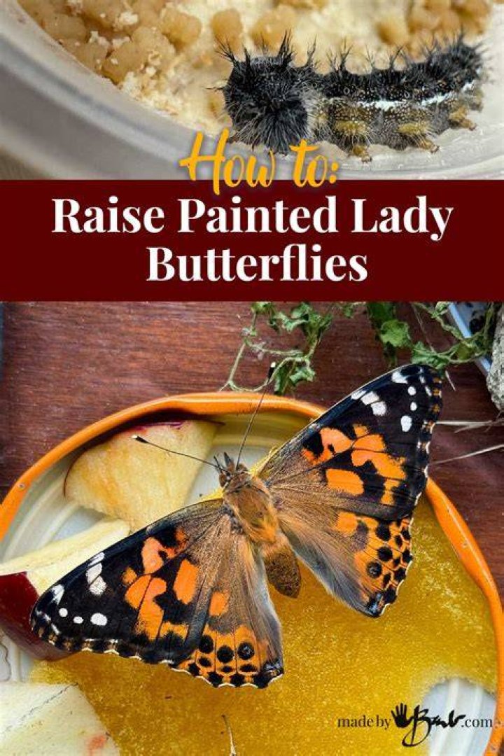 How do Painted Ladies mate?