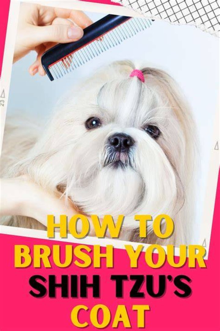 How do you brush Shih Tzu teeth?