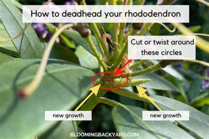 How do you deadhead rhododendrons?