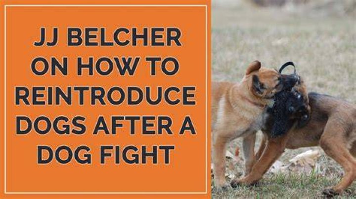 How do you defuse a dog fight?