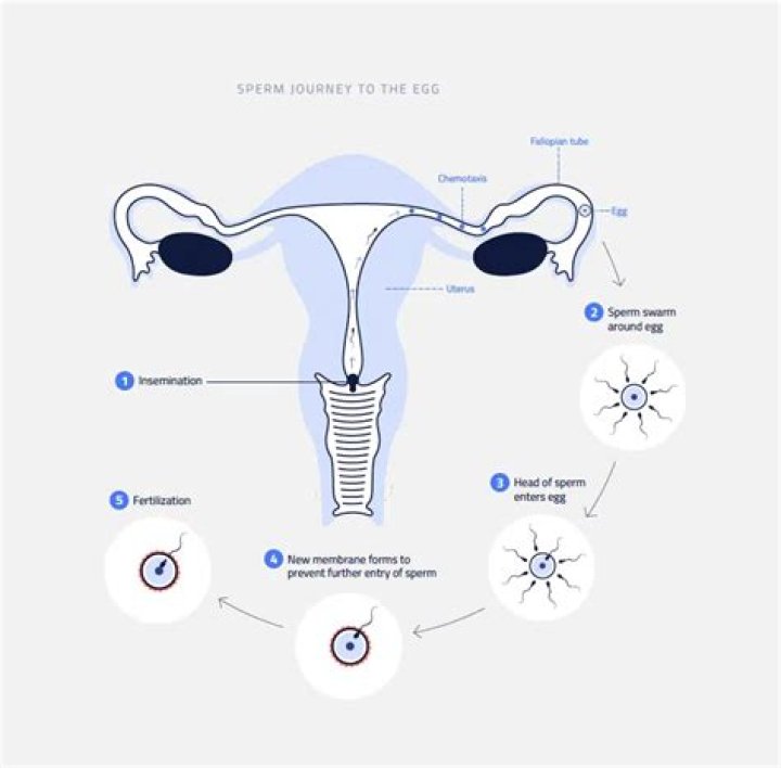 How do you ensure sperm enters the cervix?