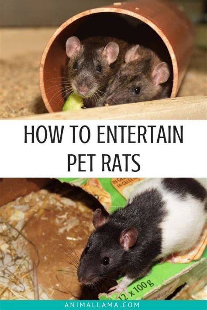 How do you entertain a bored rat?