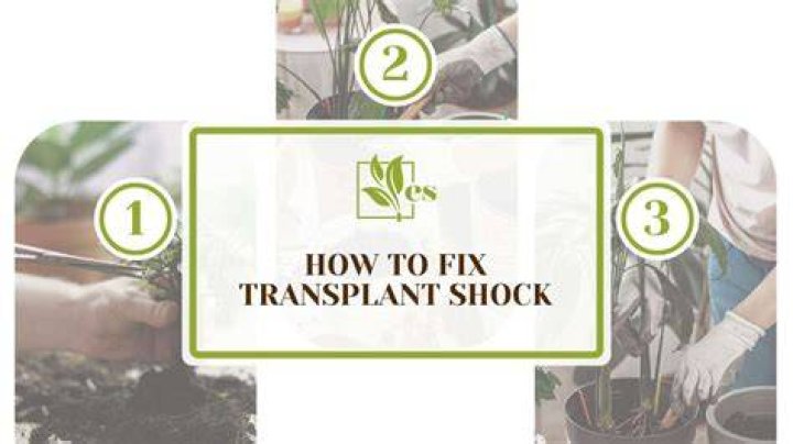 How do you fix a transplant shock?