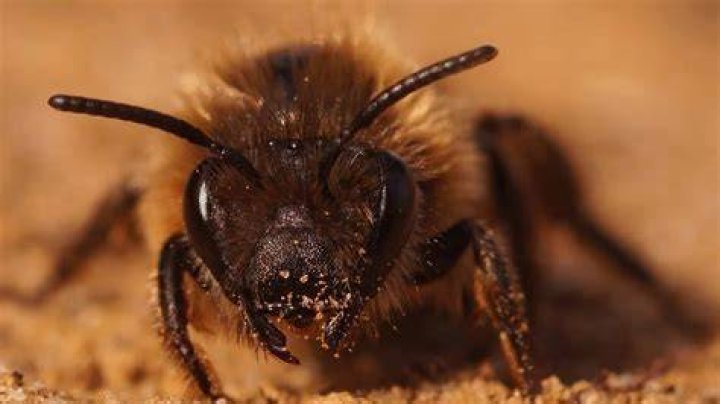 How do you get rid of bezoars naturally?