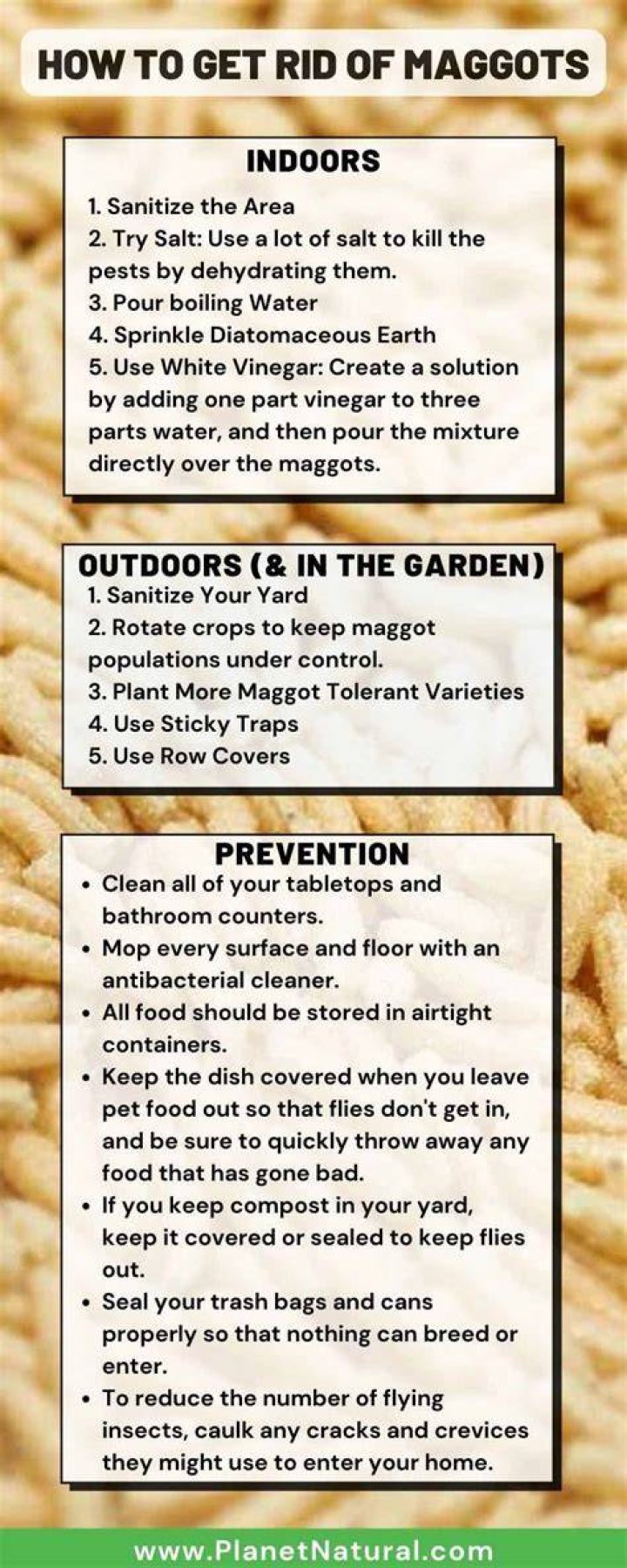 How do you get rid of maggots in rice?