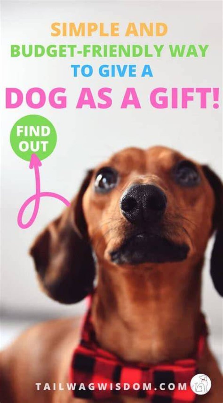 How do you give a dog a message?