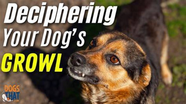 How do you growl?