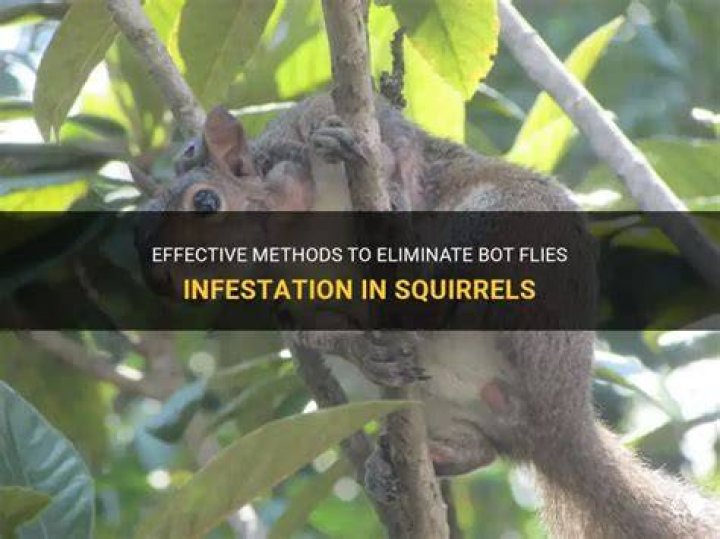 How do you keep squirrels from getting bot flies?