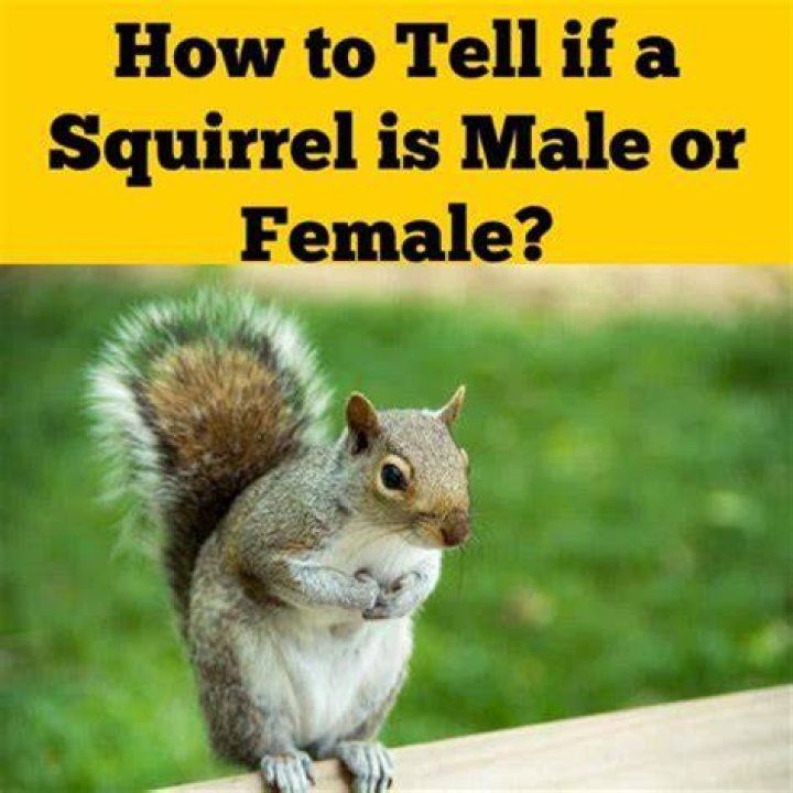 How do you know if a squirrel is in your walls?