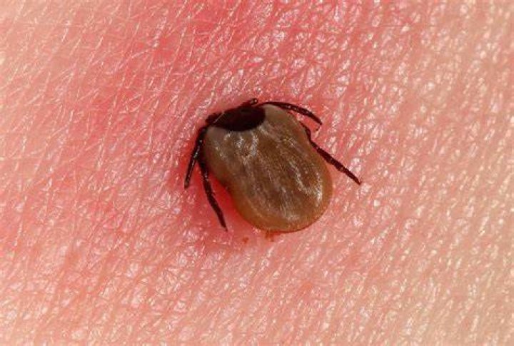 How do you know if you have ticks in your house?