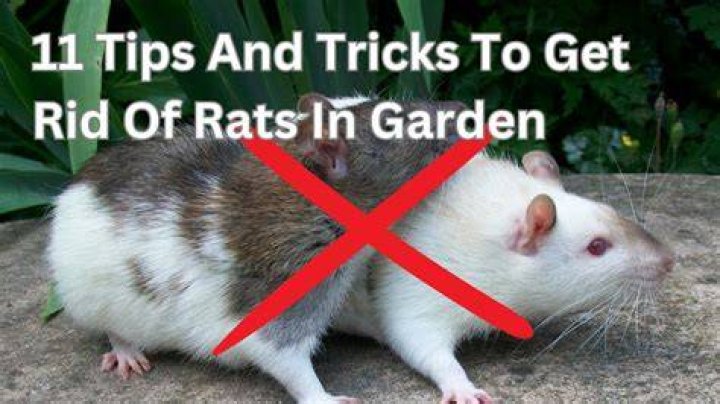 How do you know you've got rats in your garden?