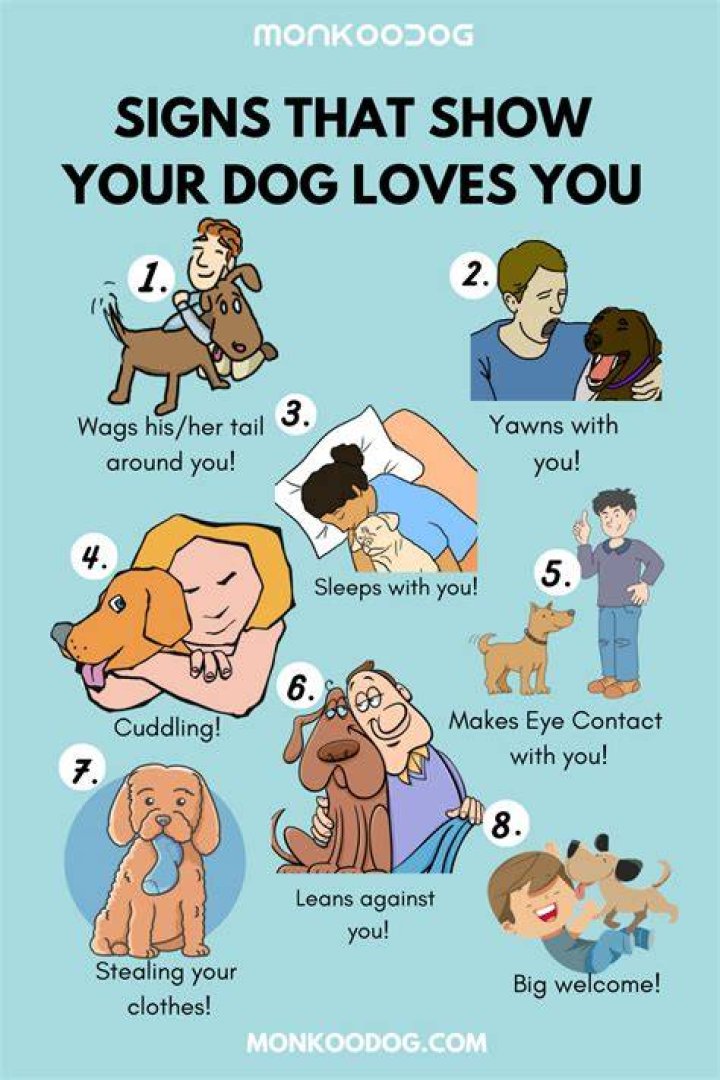 How do you know your dog loves you the most?