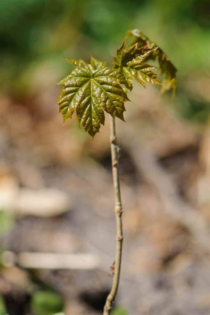 How do you plant a Norway maple seed?