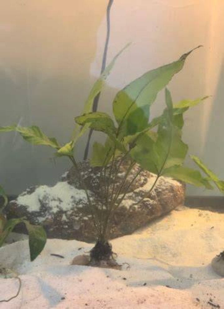 How do you plant an El Nino fern?