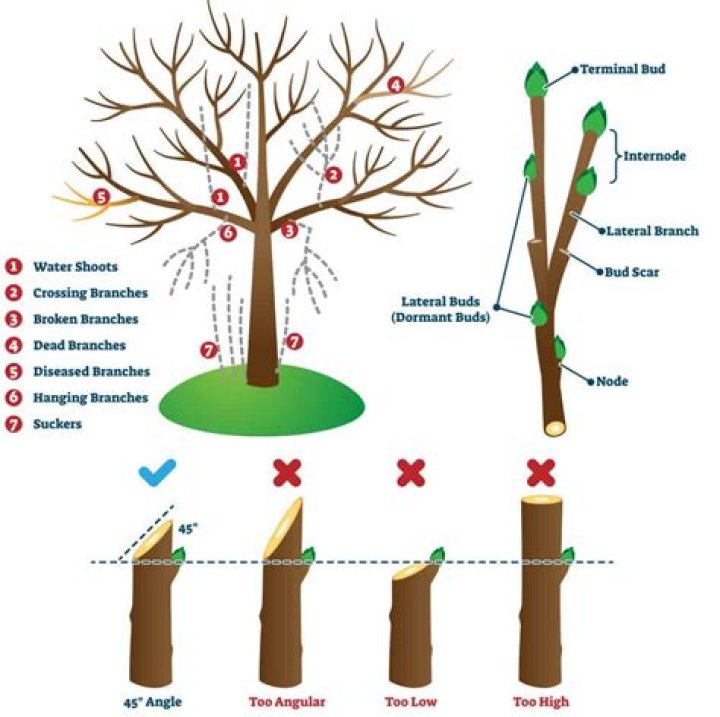How do you prune high branches?