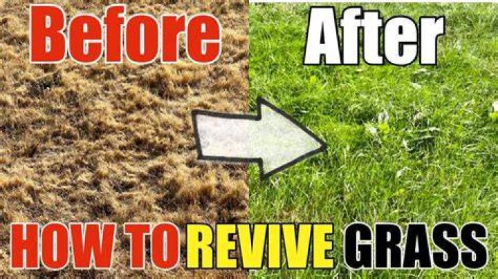 How do you revive dead grass quickly?