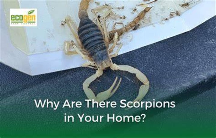 How do you tell if there are scorpions in your house?