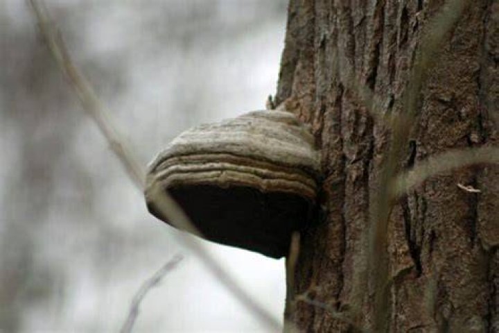 How do you use hoof fungus?