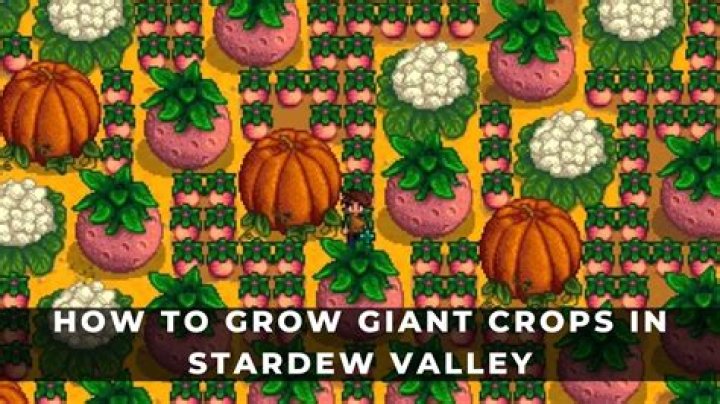 How do you water Giant Crops in Stardew Valley?