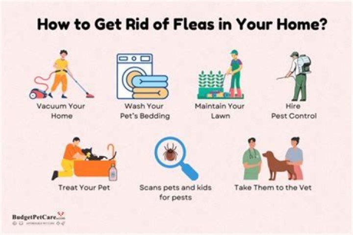 How does a house get fleas?