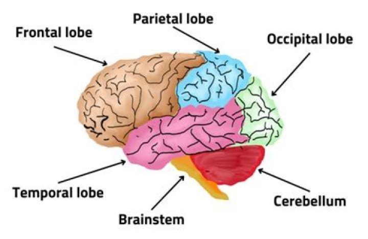 How does the brain know its pain?