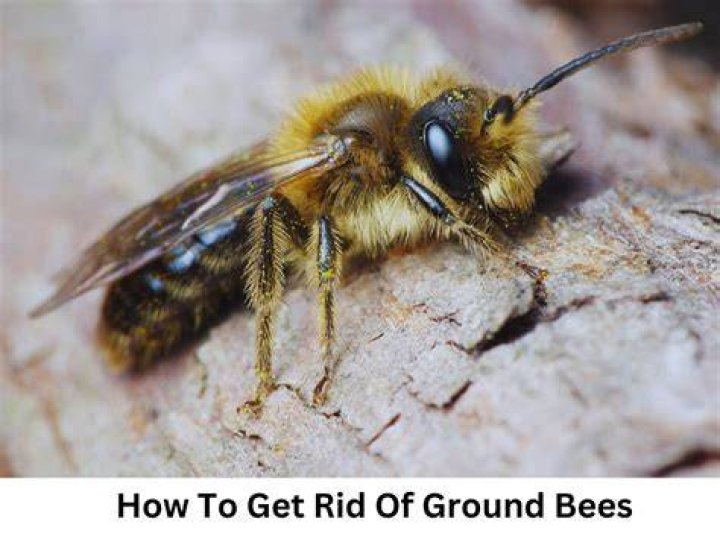 How does vinegar get rid of ground bees?