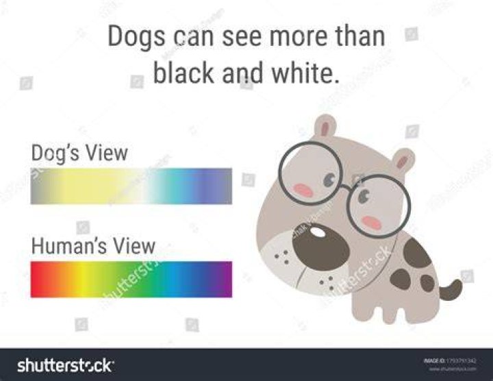 How Far Can dogs see?