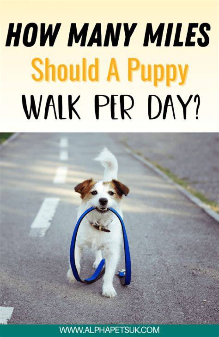 How far should a 12 week old puppy walk?