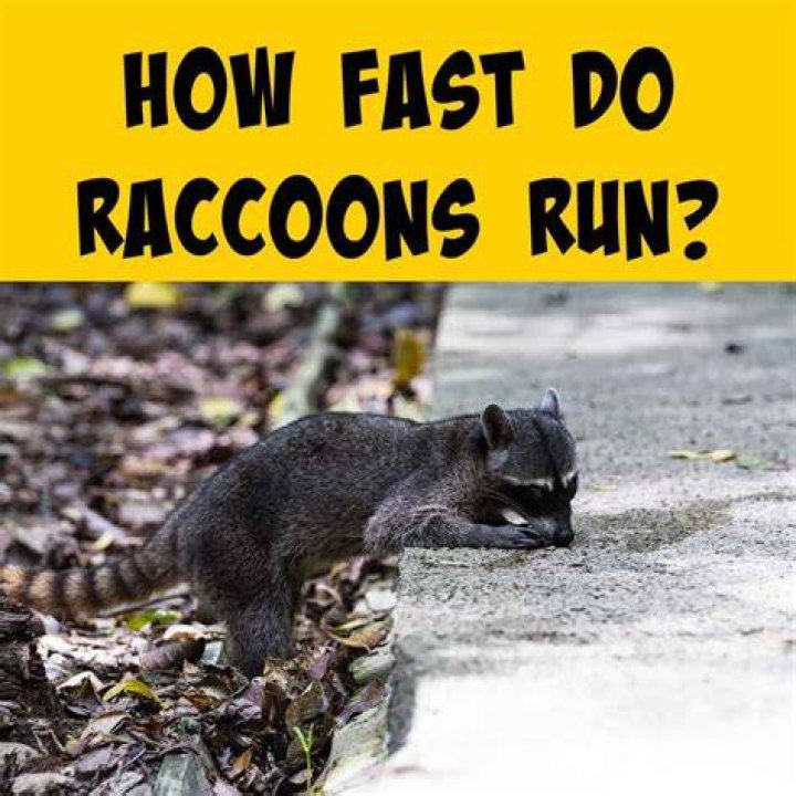 How fast do raccoons run?