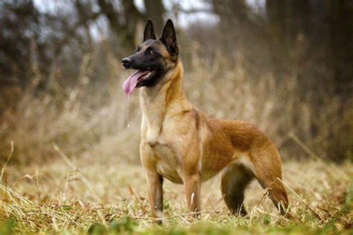 How fast is a Malinois?