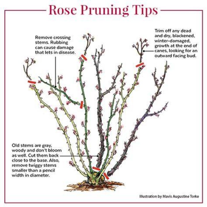 How hard can I prune an old rose?