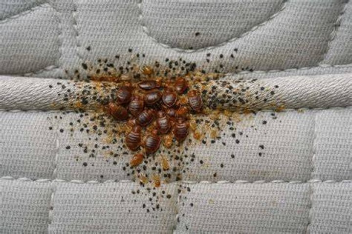 How hard is it to get rid of bed bugs?