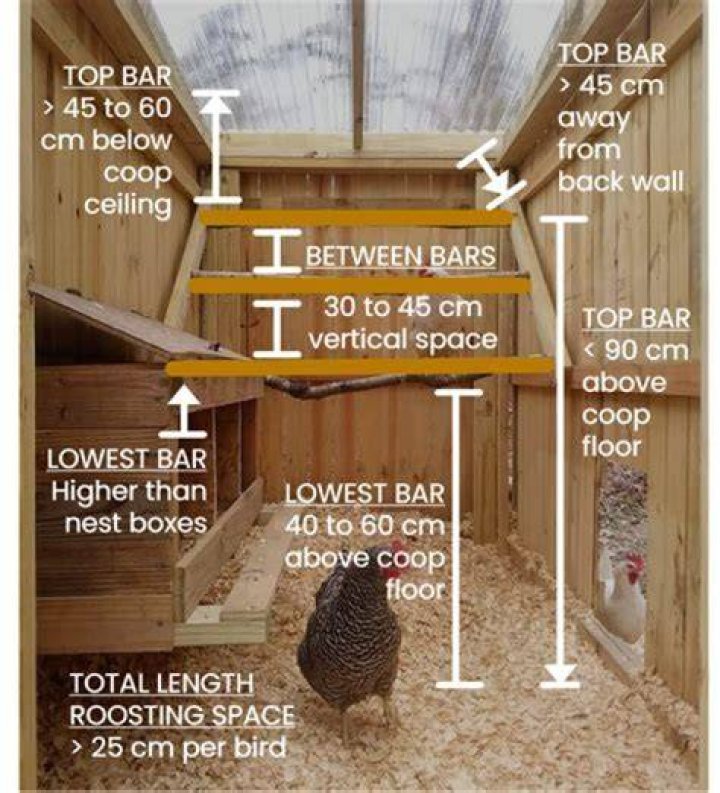 How high can chickens jump to roost?