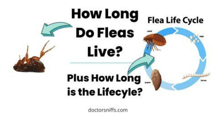 How long can a colonel stay on active duty?