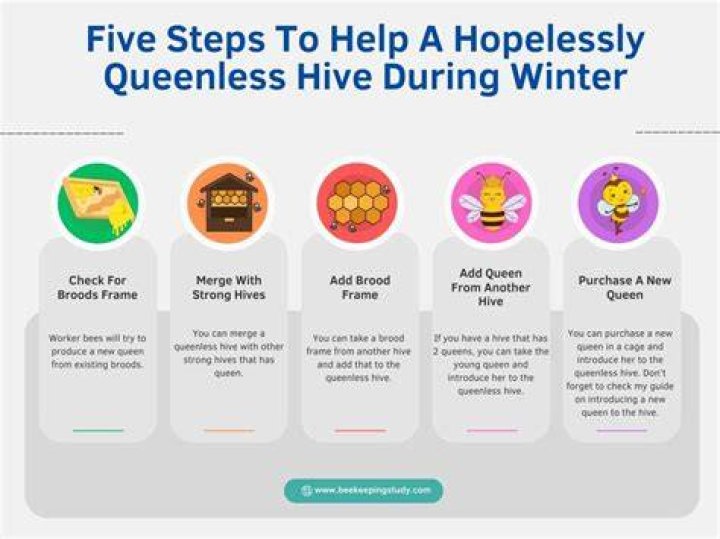 How long can a hive survive Queenless?