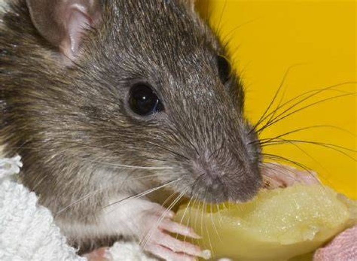 How long can a trapped mouse live?