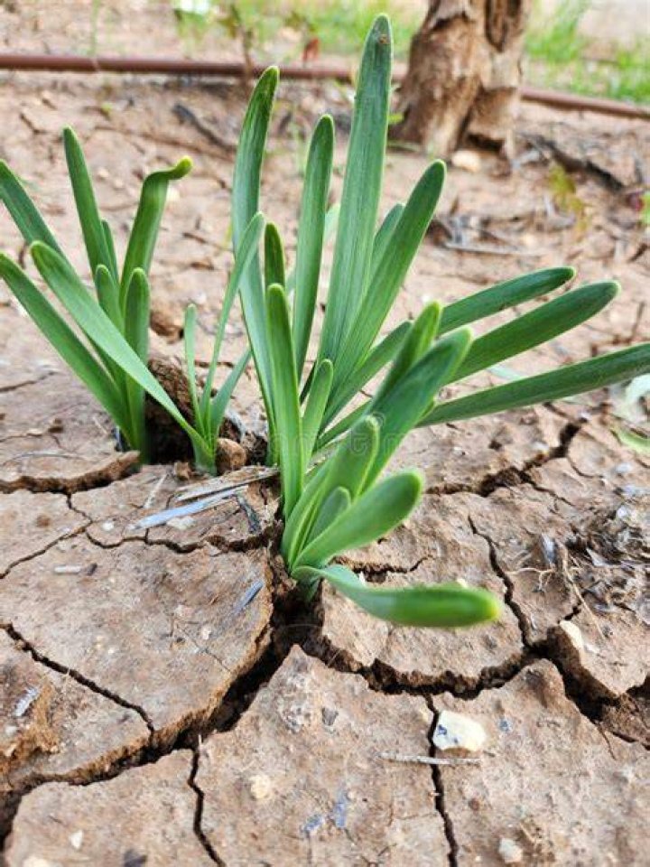 How long can a tree survive out of the ground?