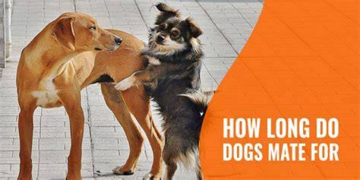 How long do dogs mate for?