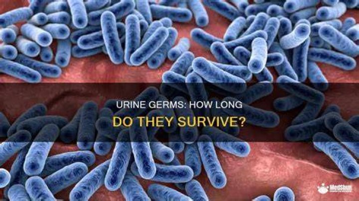 How long do germs from urine live?