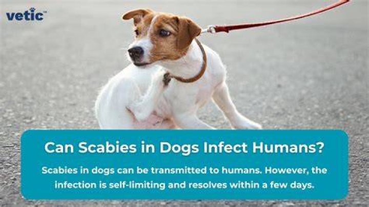 How long do scabies live on furniture?