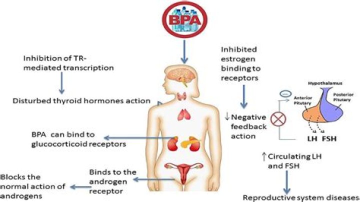 How long does BPA stay in body?