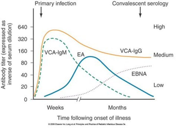 How long does EBV early antigen stay positive?