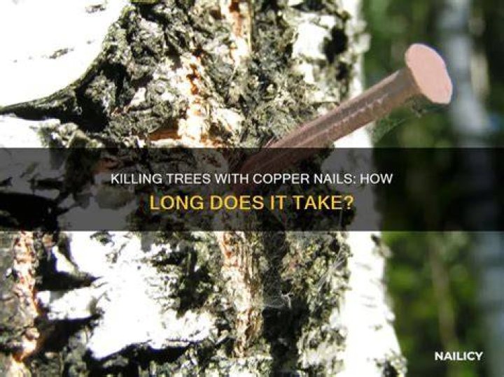 How long does it take a copper nail to kill a tree?