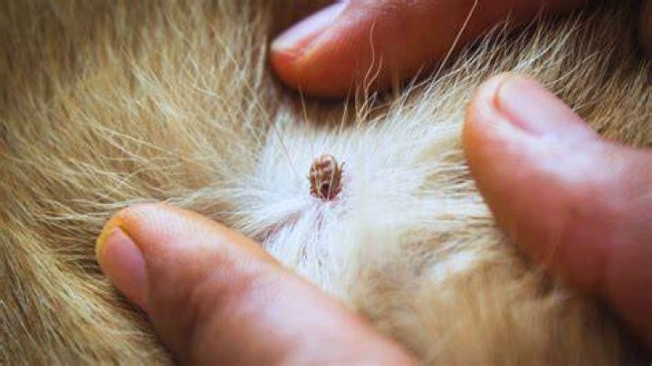 How long does it take for a tick to attach to a human?