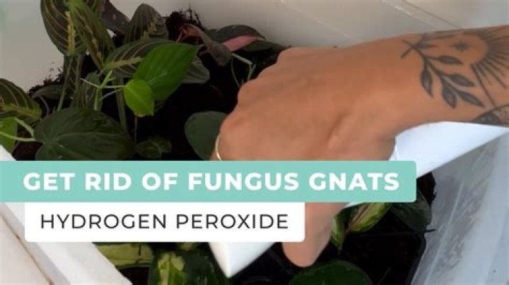How long does it take for hydrogen peroxide to get rid of fungus?
