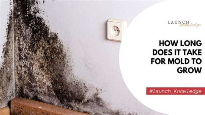 How long does it take mold to destroy a house?