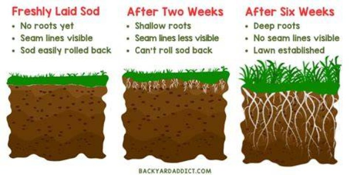How long does it take sod to root?