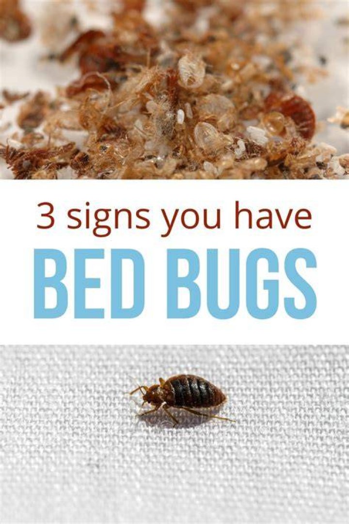 How long does it take to know if you have bed bugs?