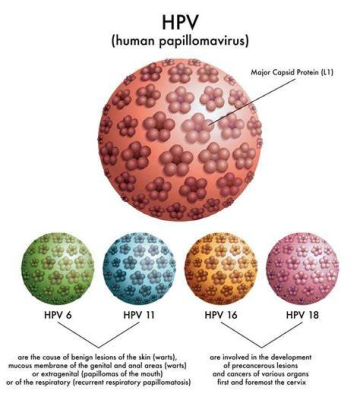 How long does the wart virus live on objects?