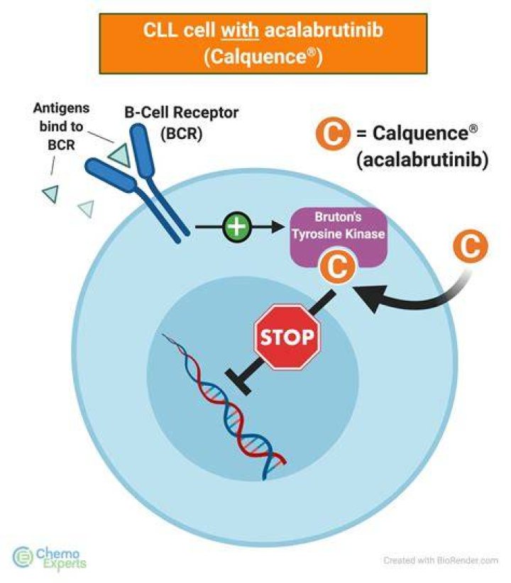 How long is treatment with acalabrutinib?